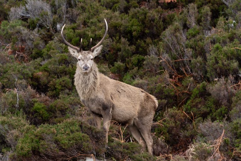 Mature Scottish Highland Red Deer Stag - Wilddeer UK dsc_4720-copy