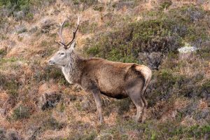 Highland Red Deer Stag