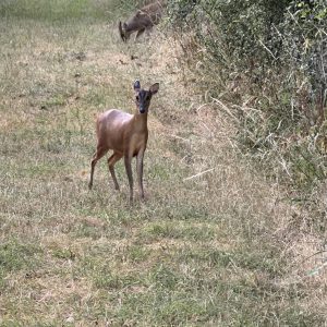 Book Deerstalking Outings Online
