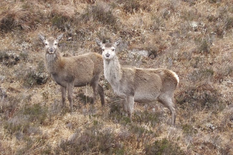 Red Hind with Calf