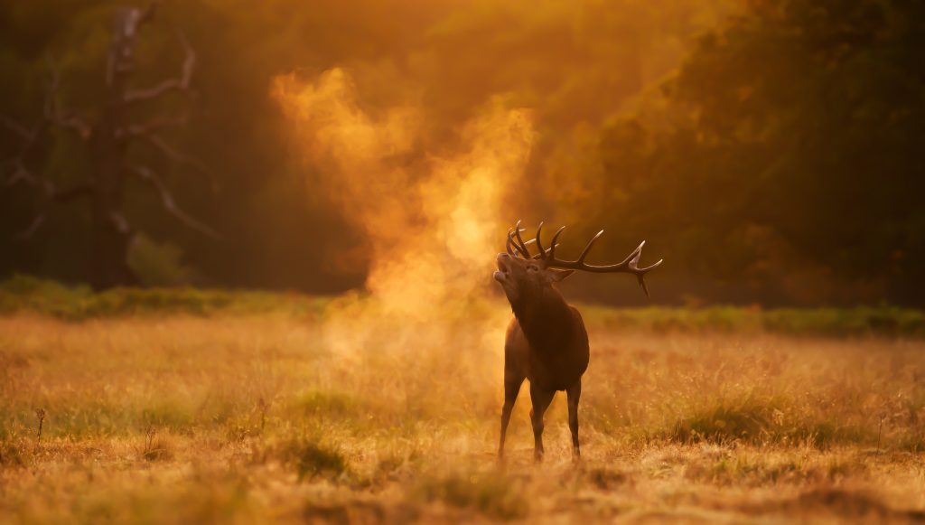 Red Deer Stag Stalking